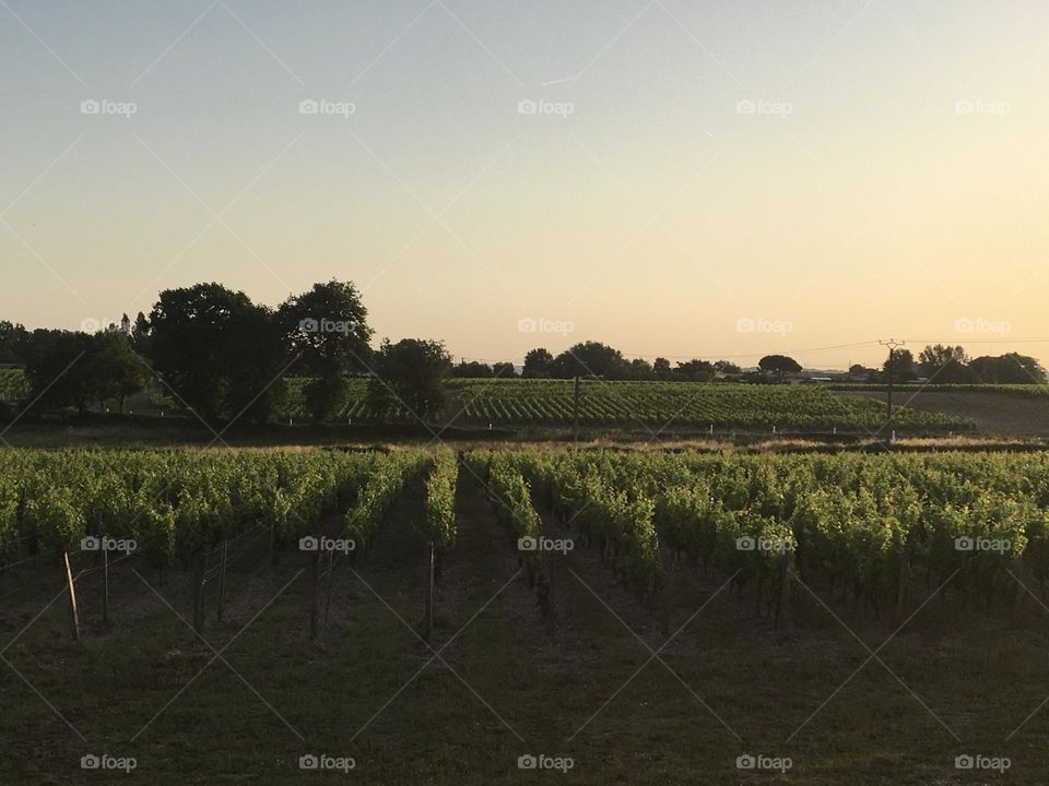 Early sunrise on vineyard 