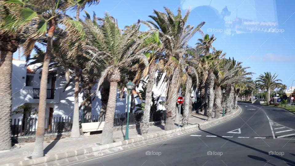 palms trees everywhere in fuerteventura