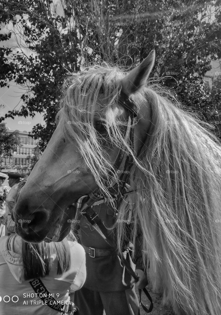 Black&white horse