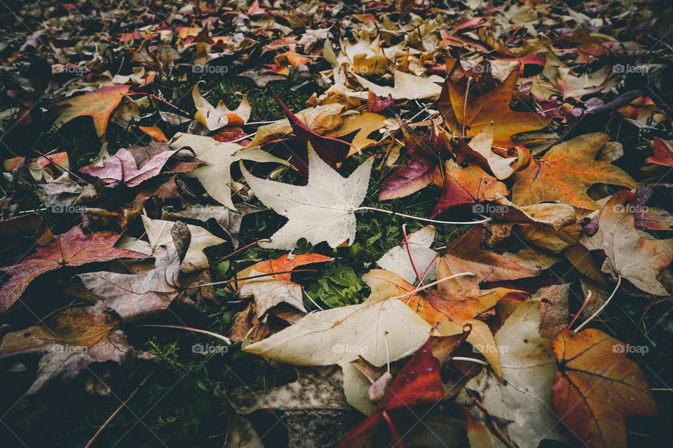Fall, Leaf, Maple, Descending, Tree