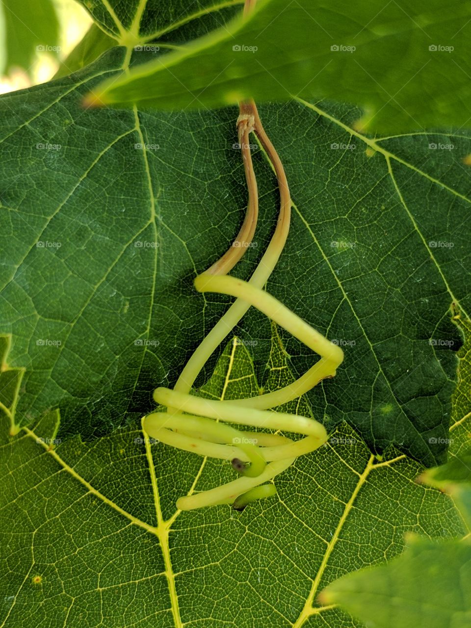 grapevine climber