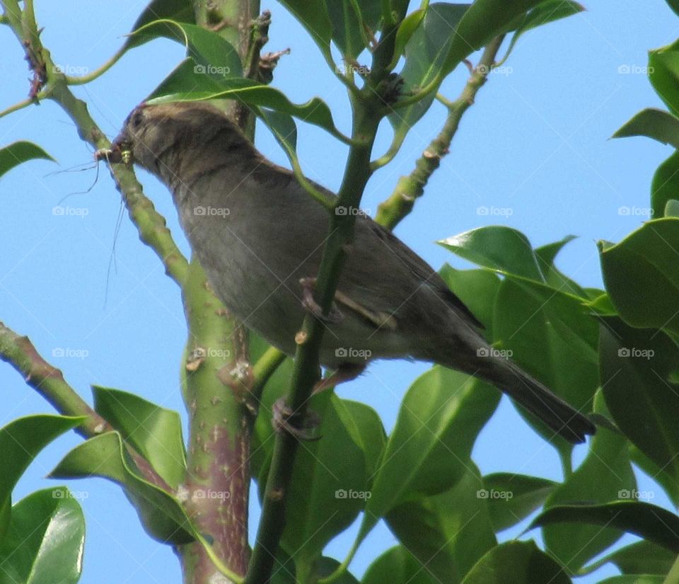 Sparrow with which looks like a spider and a wasp which he has caught for his lunch