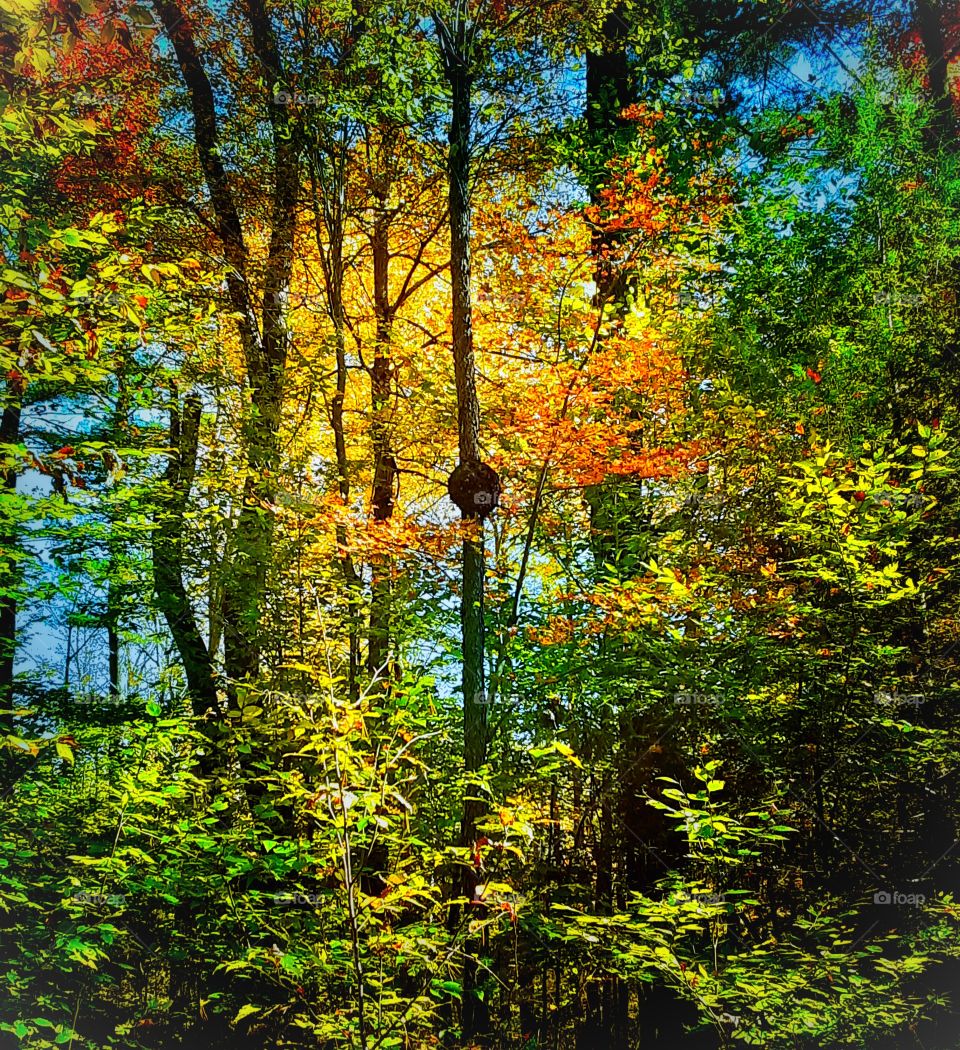 autumn forest burl