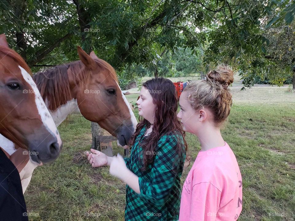 greeting a horse