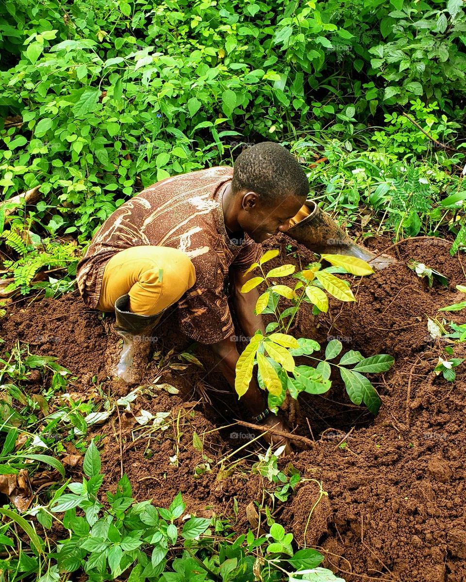 Khaya anthotheca (African Mahogany)