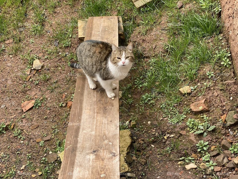 cat in garden 
