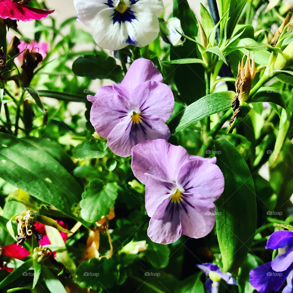 🌹 🇺🇸 Very beautiful flowers to brighten our day.  Live nature and its beauty. Did you like the delicate petals? / 🇧🇷 Flores muito bonitas para alegrar nosso dia. Viva a natureza e sua beleza. Gostaram das pétalas delicadas?