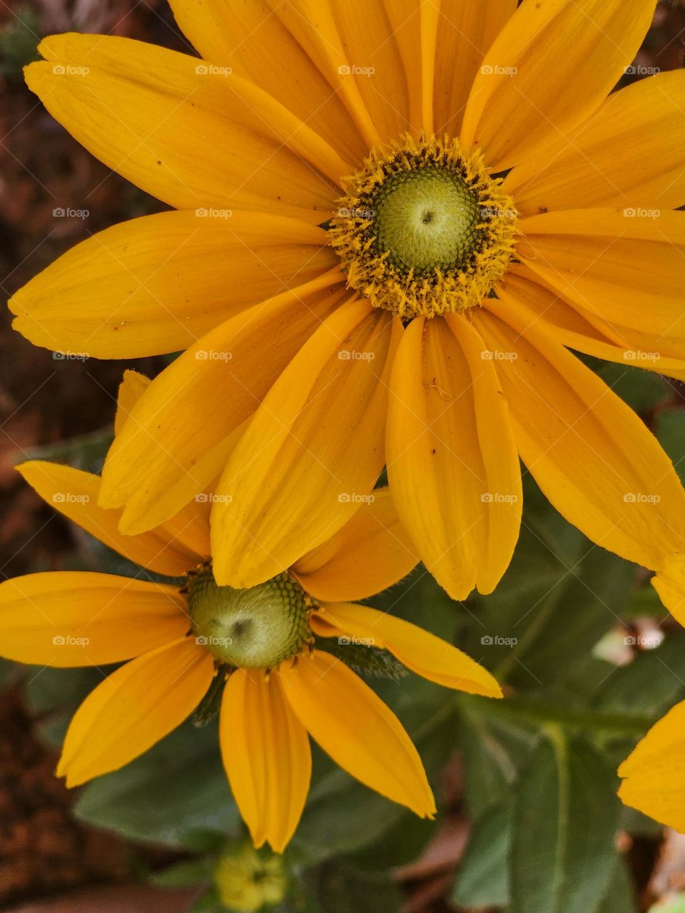 Yellow orange flowers in the garden