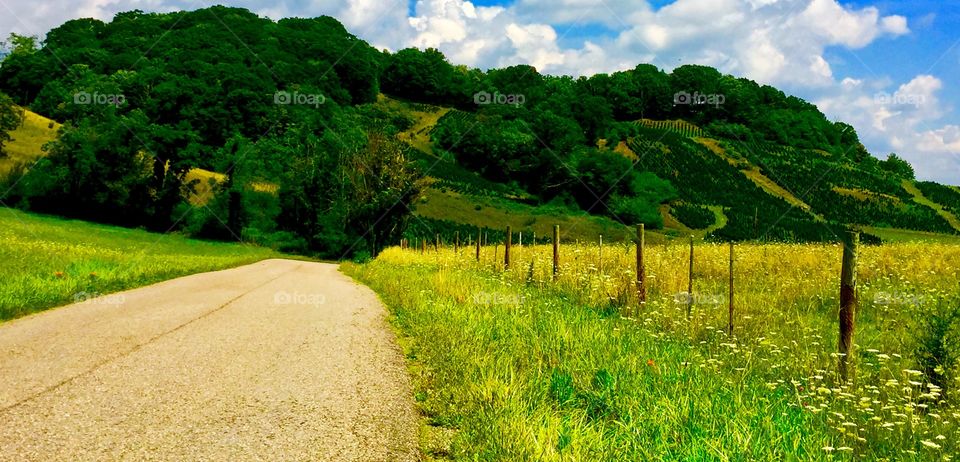 Footpath through grassy field