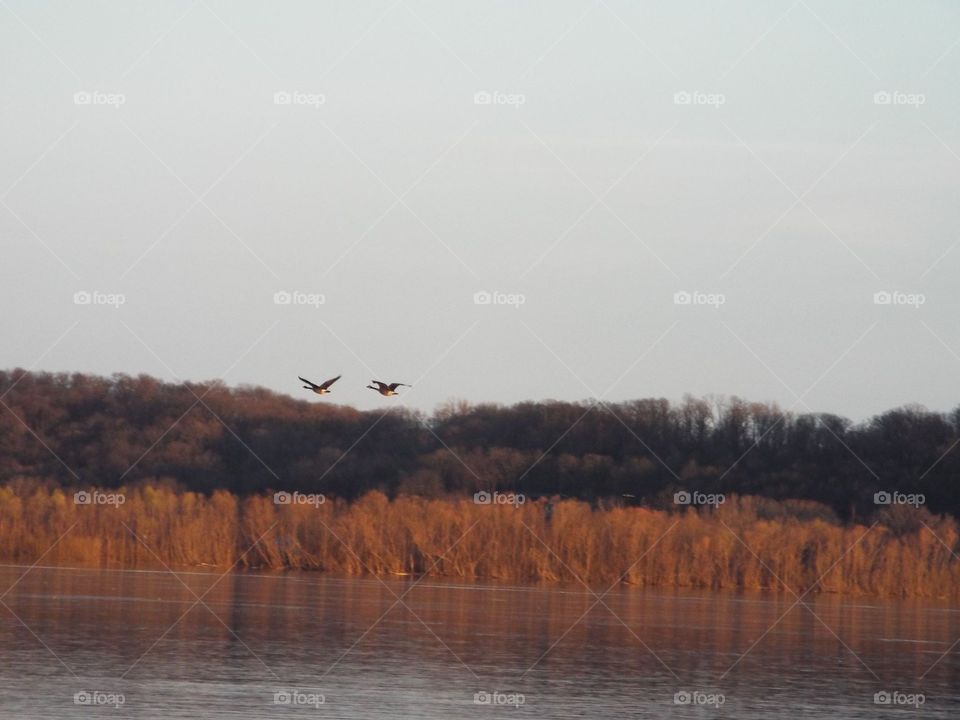 Geese flying by