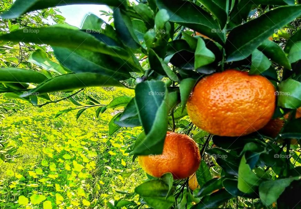 Citrus trees