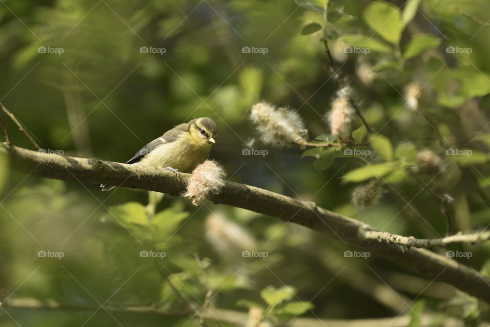 Fledgling Blue Tit