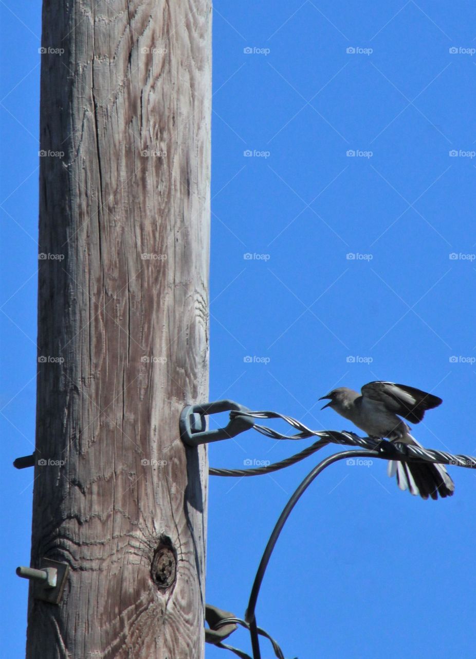 Agitated young Northern mockingbird with wings up and tail spread out calling out while sitting on wire near telephone pole on bright June day