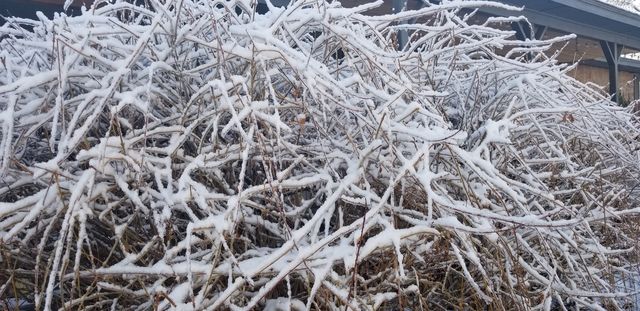snow and ice on bush
