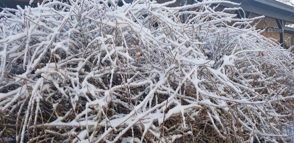 snow and ice on bush