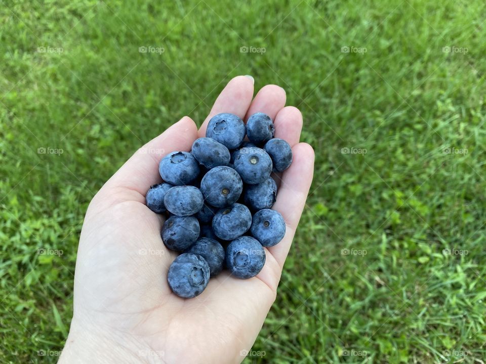 Blueberry in hand 