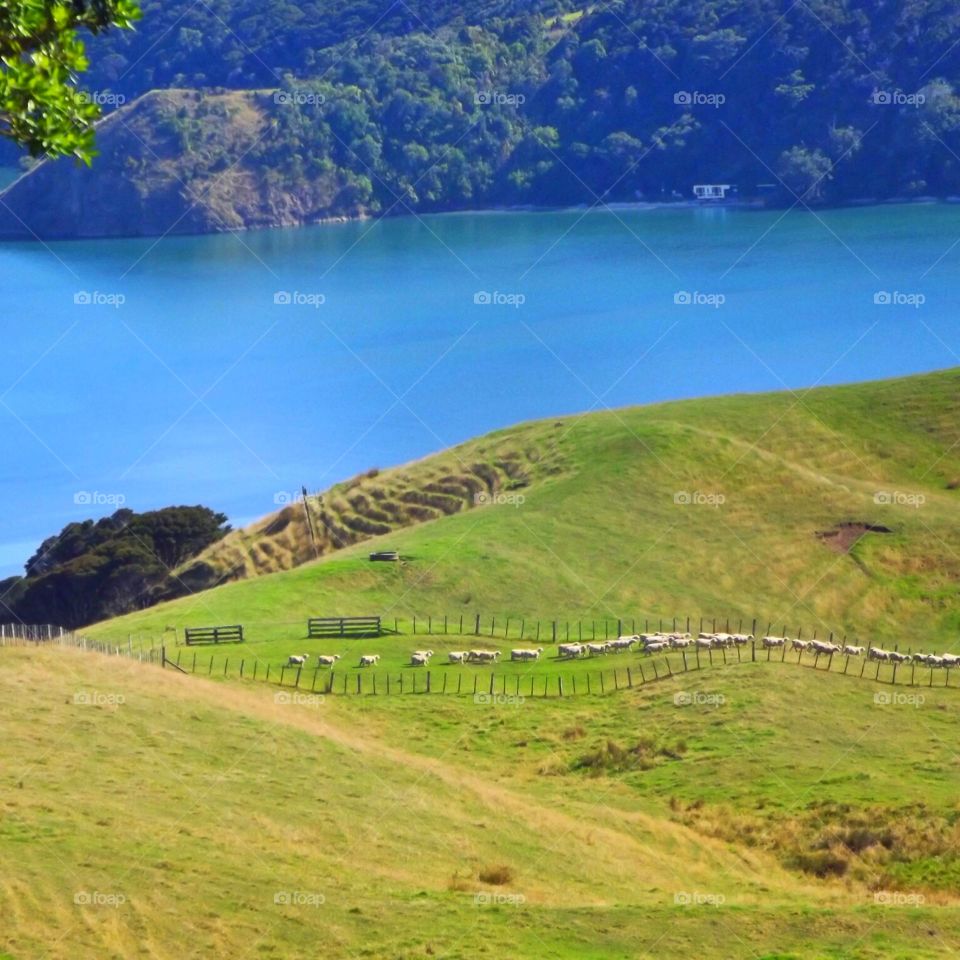 Herd of sheep crossing a green grassy pasture in front of a lake in New Zealand