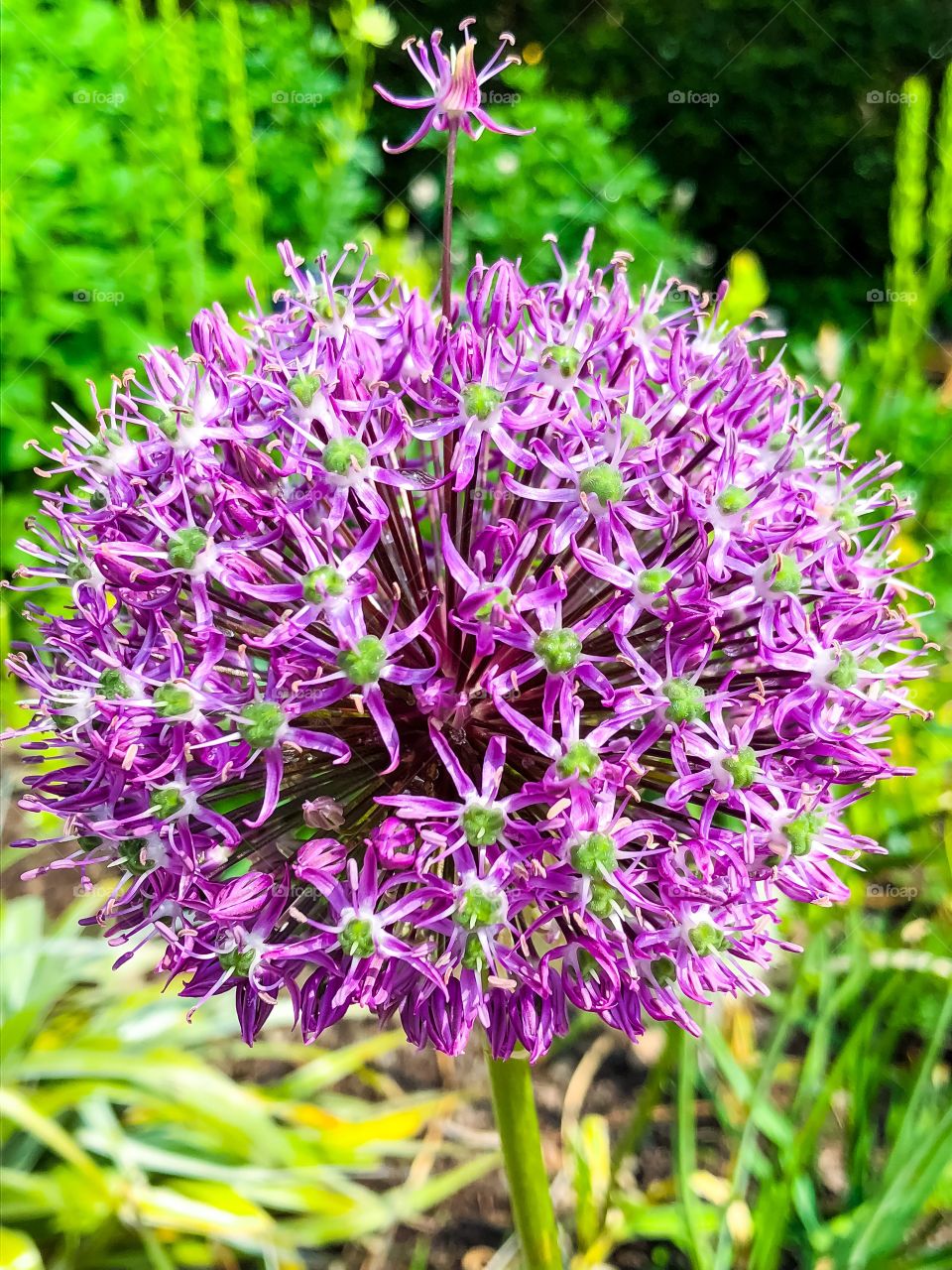 Allium