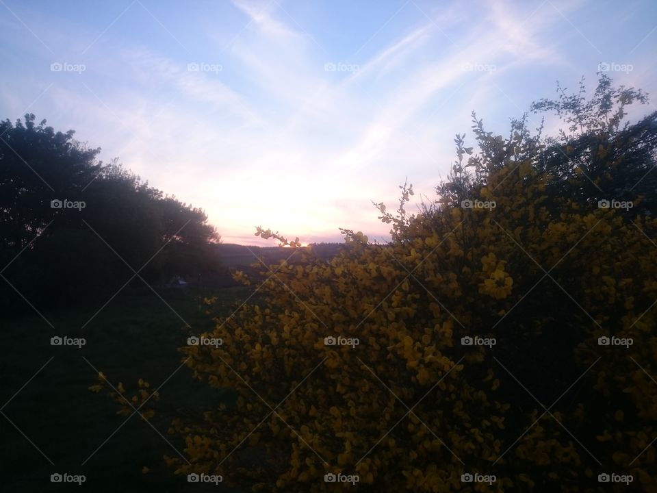 Tonight's sunset in Jedburgh is over through the trees and shrubs on May 14th 2019