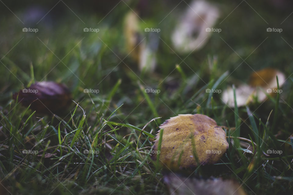 A portrait of a yellow brown colored fallen leaf in the grass outdoor during fall