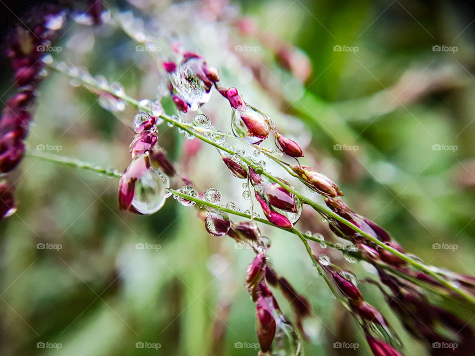 water on grass seeds
