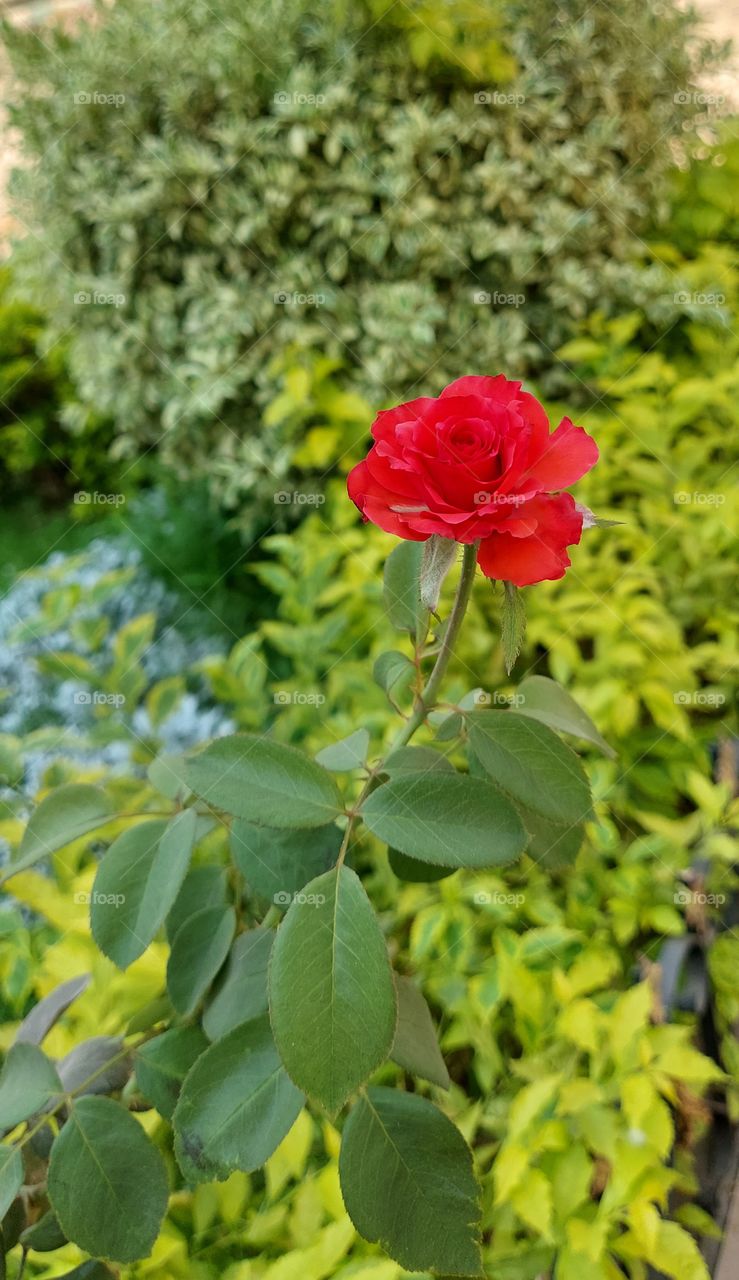 red flower🥰