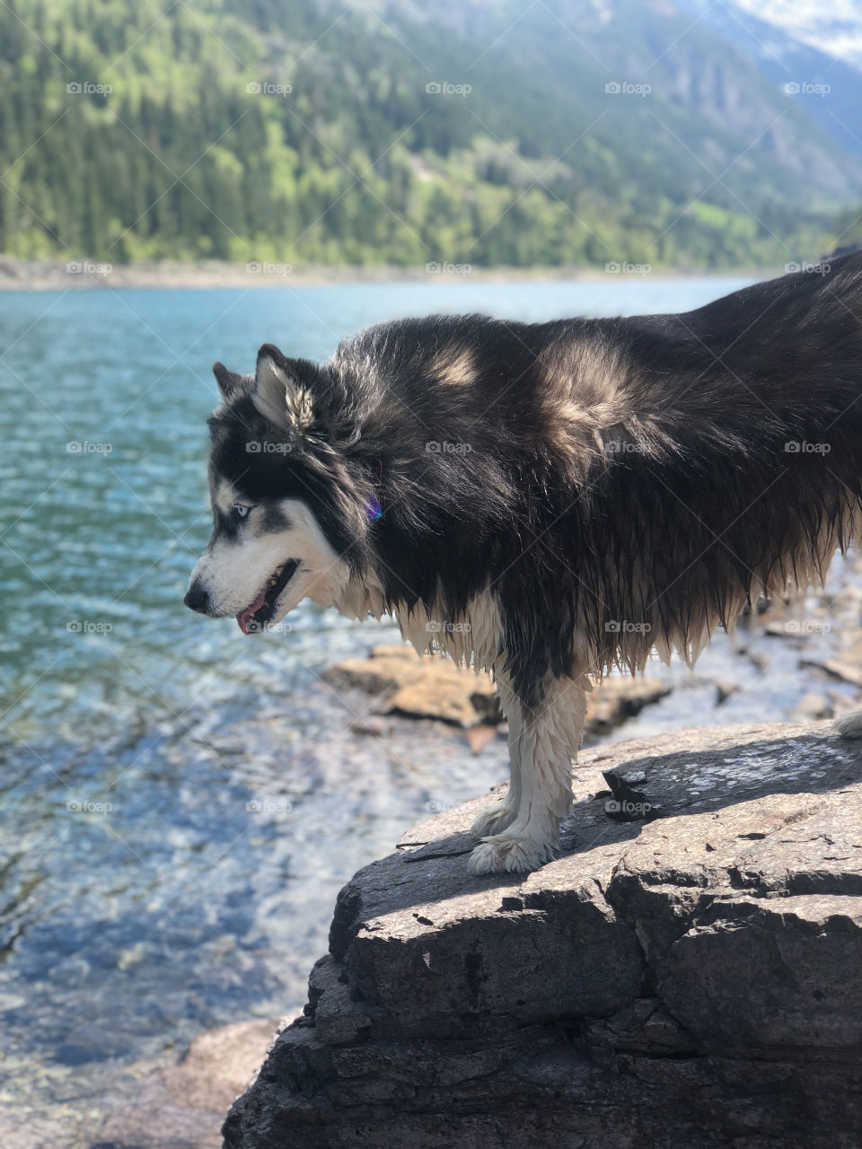 Majestic Mountain dog in the woods at a lake