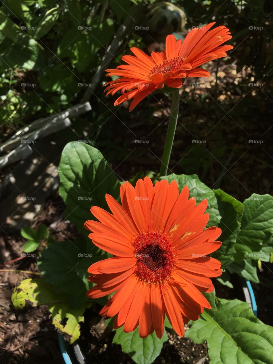 Two Orange gerberas