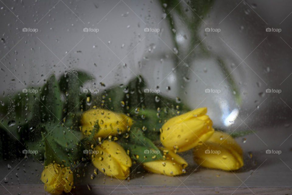 Bunch of yellow tulips viewed through raindrops on the glass