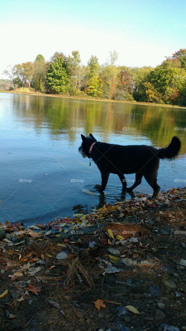 Chow chow and terroir mix walking in the lake