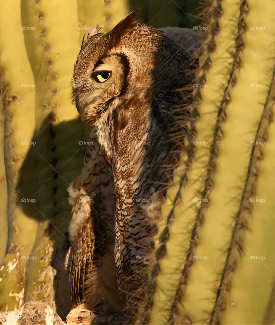 Great Horned Owl Side Glance