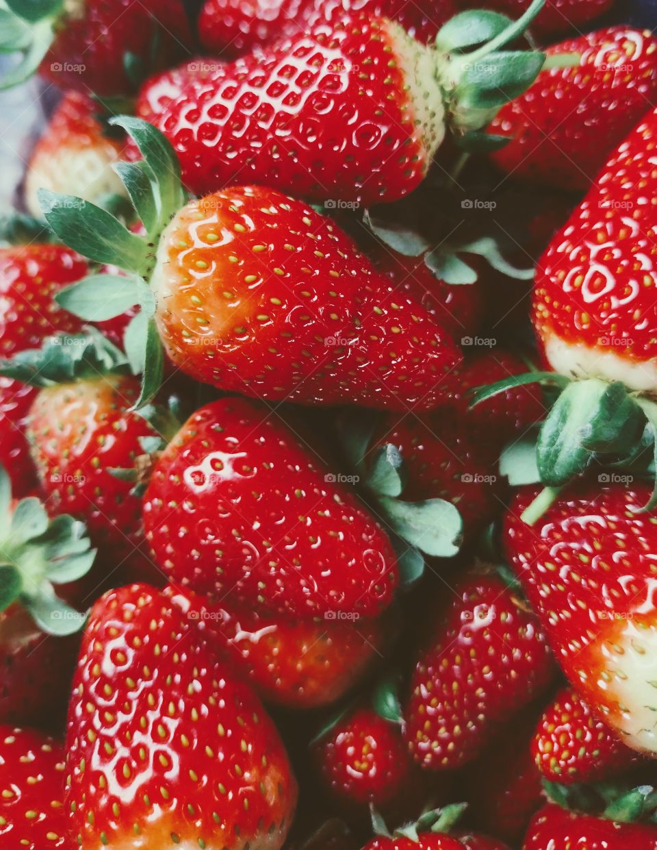 Morangos em Nova Petrópolis RS