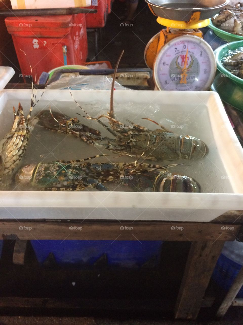 Fresh Lobster
