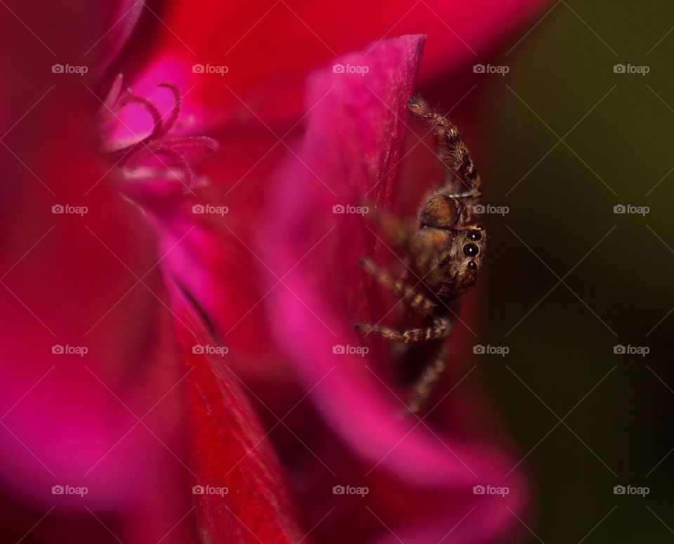 My fence jumping spider resting on a flower.Spiders might seem creepy but this one describes only cuteness.