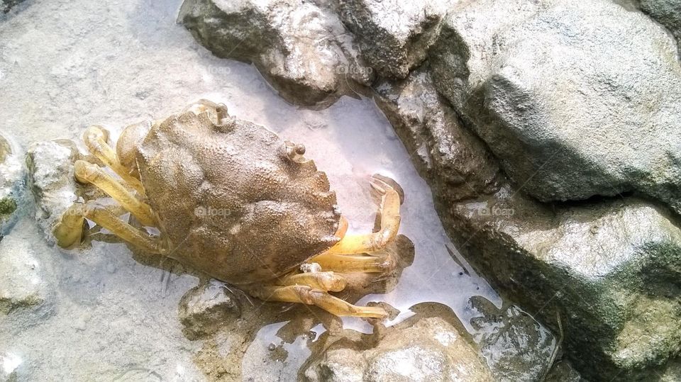 Crab in rock pool at arnside 