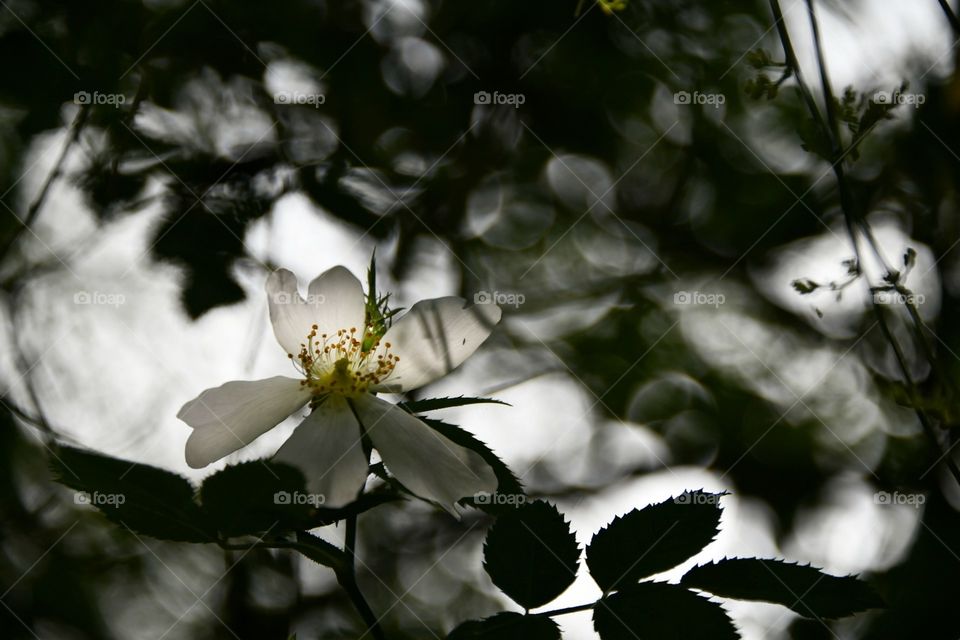 Color, sobre negro 
Color, on black