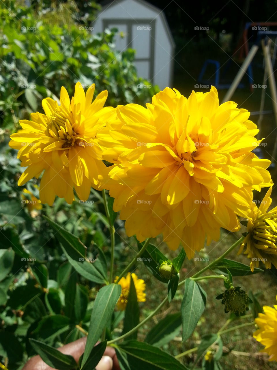 Golden Sunny Bloom