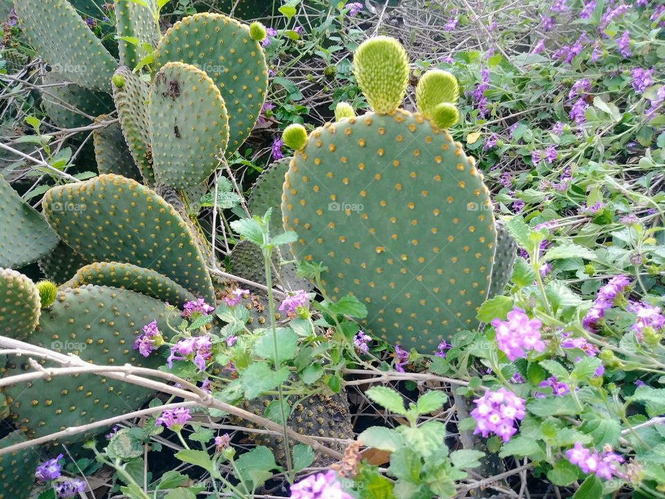 Cactus surrounded by beautiful purple lantana