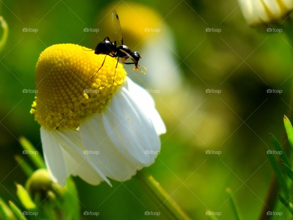 chamomile flower and insect