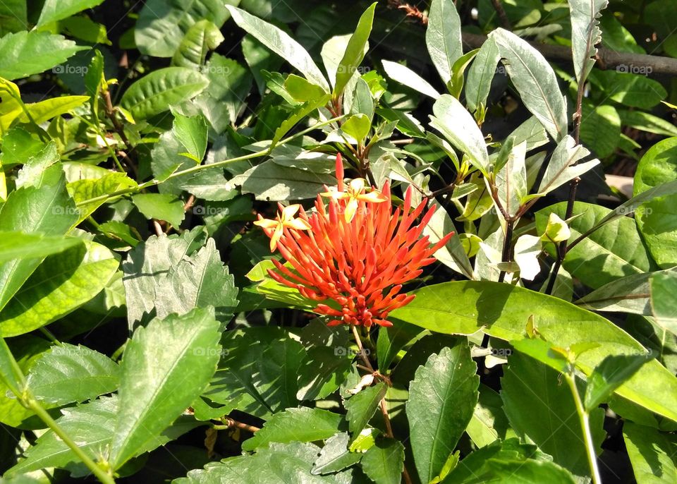 Red flower on the park