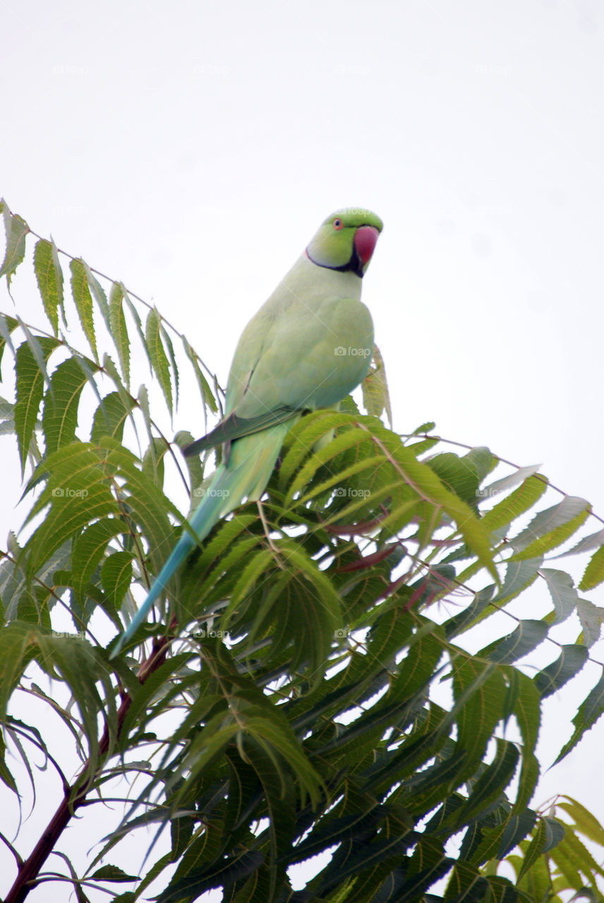 Parrot perched on the highest branch of the neem tree.