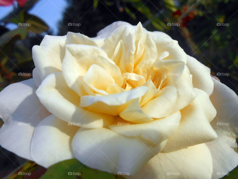 Closeup Ivory Rose
