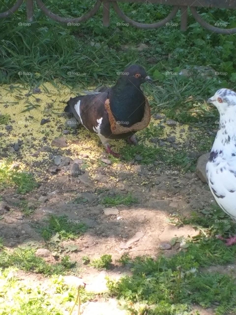 i have no idea how it happened, but there's a pigeon with bread on his neck