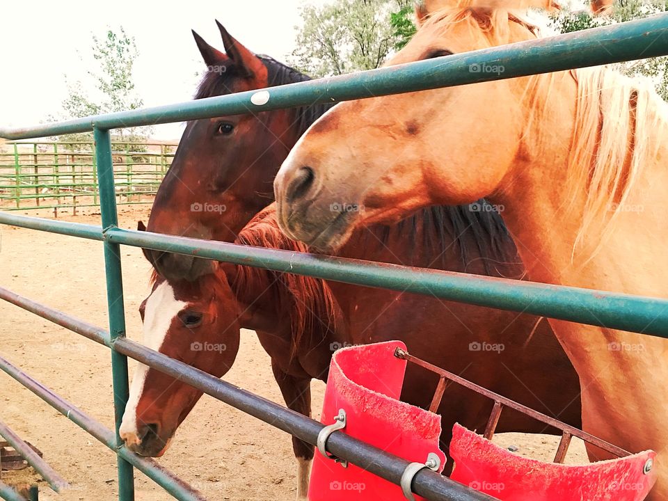 Horses in the corral at feeding time