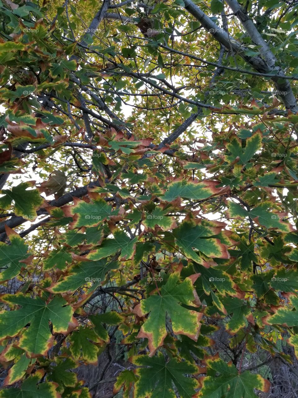 Maple tree in forest