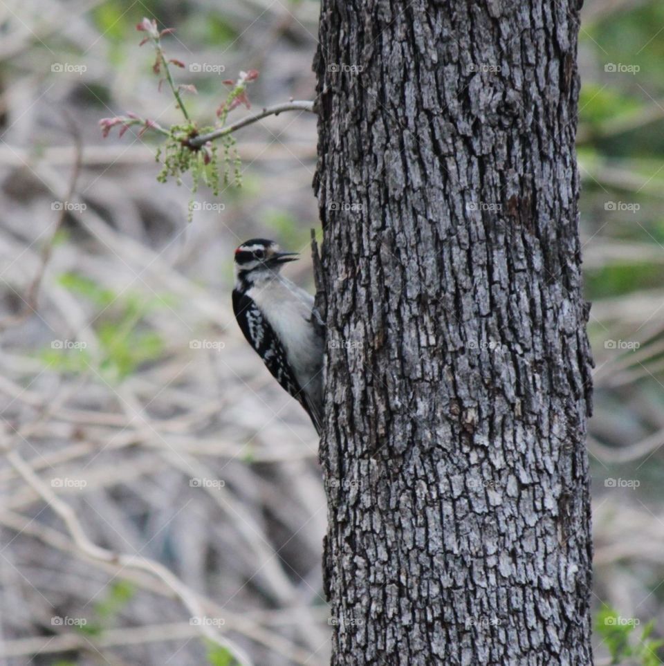 Mr Downy Woodpecker 