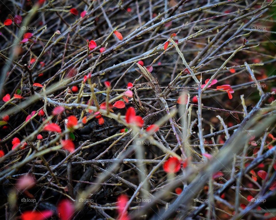 Winterberry