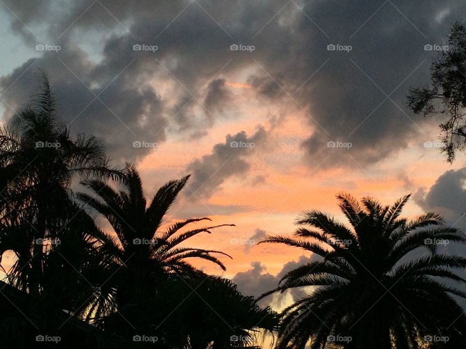 Sunset through the palms. Florida life. Beauty 