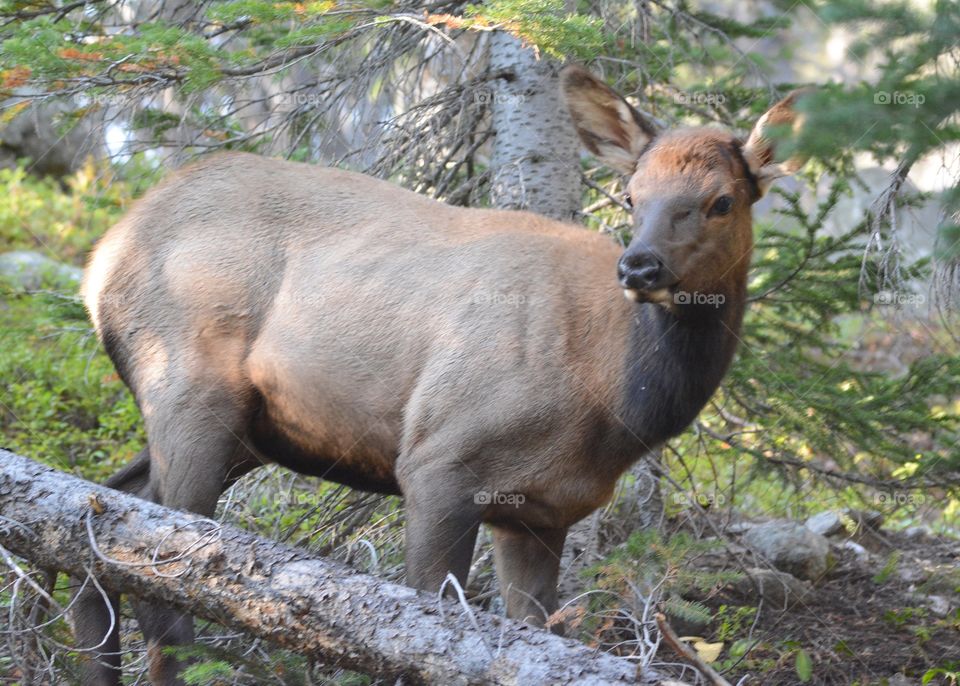 Young Elk 
