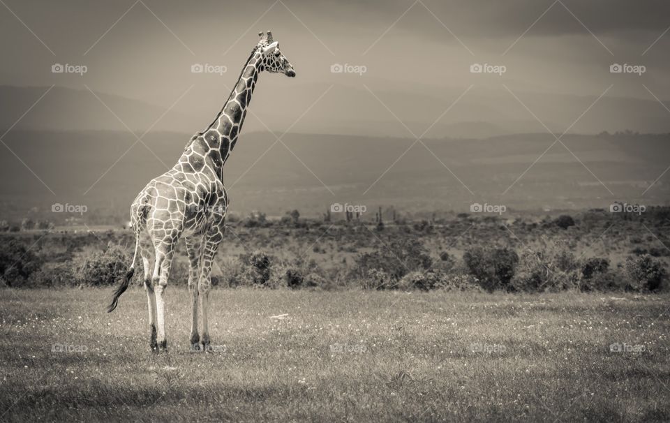 A giraffe standing tall in the open fields